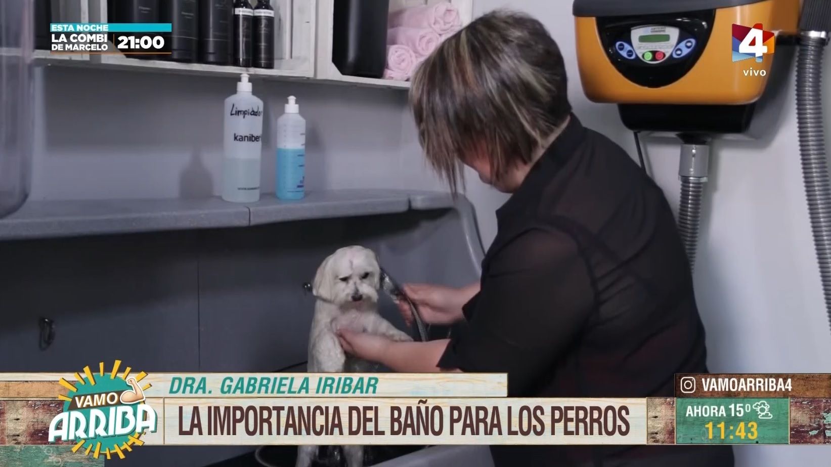 Vamo Arriba La importancia del baño para los perros