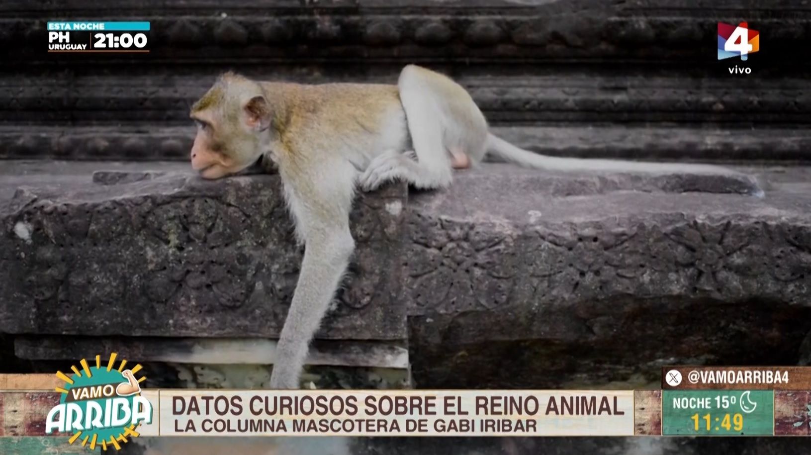 Vamo Arriba - Datos curiosos sobre el reino animal