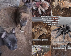 Interpol investiga la venta ilegal de animales exóticos y sus vínculos con bandas narcos en Uruguay